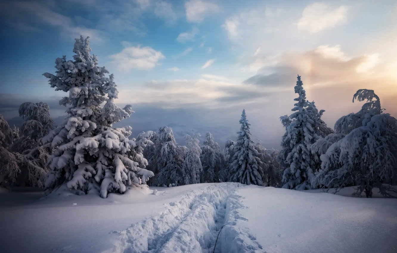 Фото обои зима, лес, снег, деревья, горы, природа, ели, тропинка