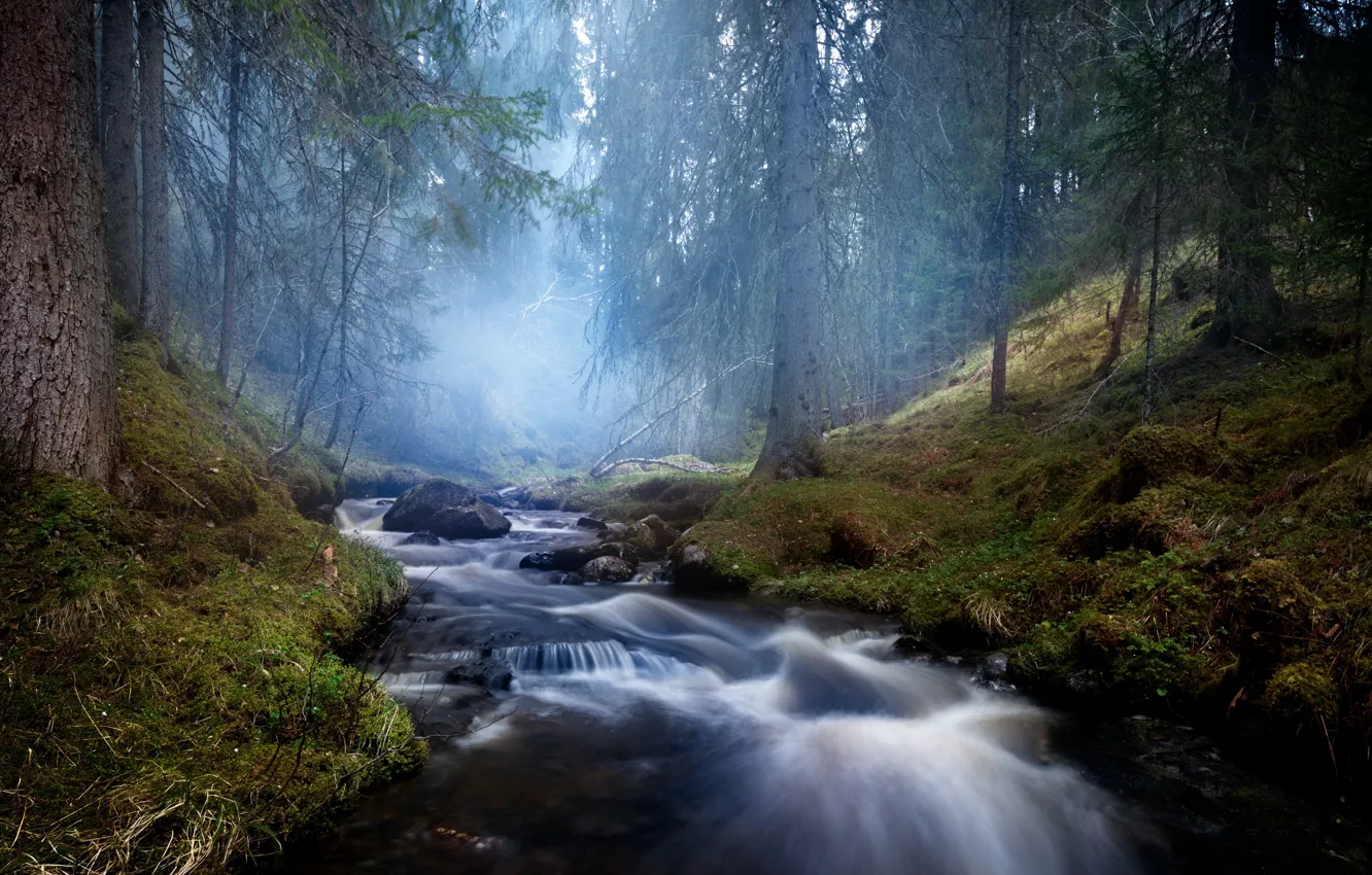 Фото обои лес, природа, туман, река