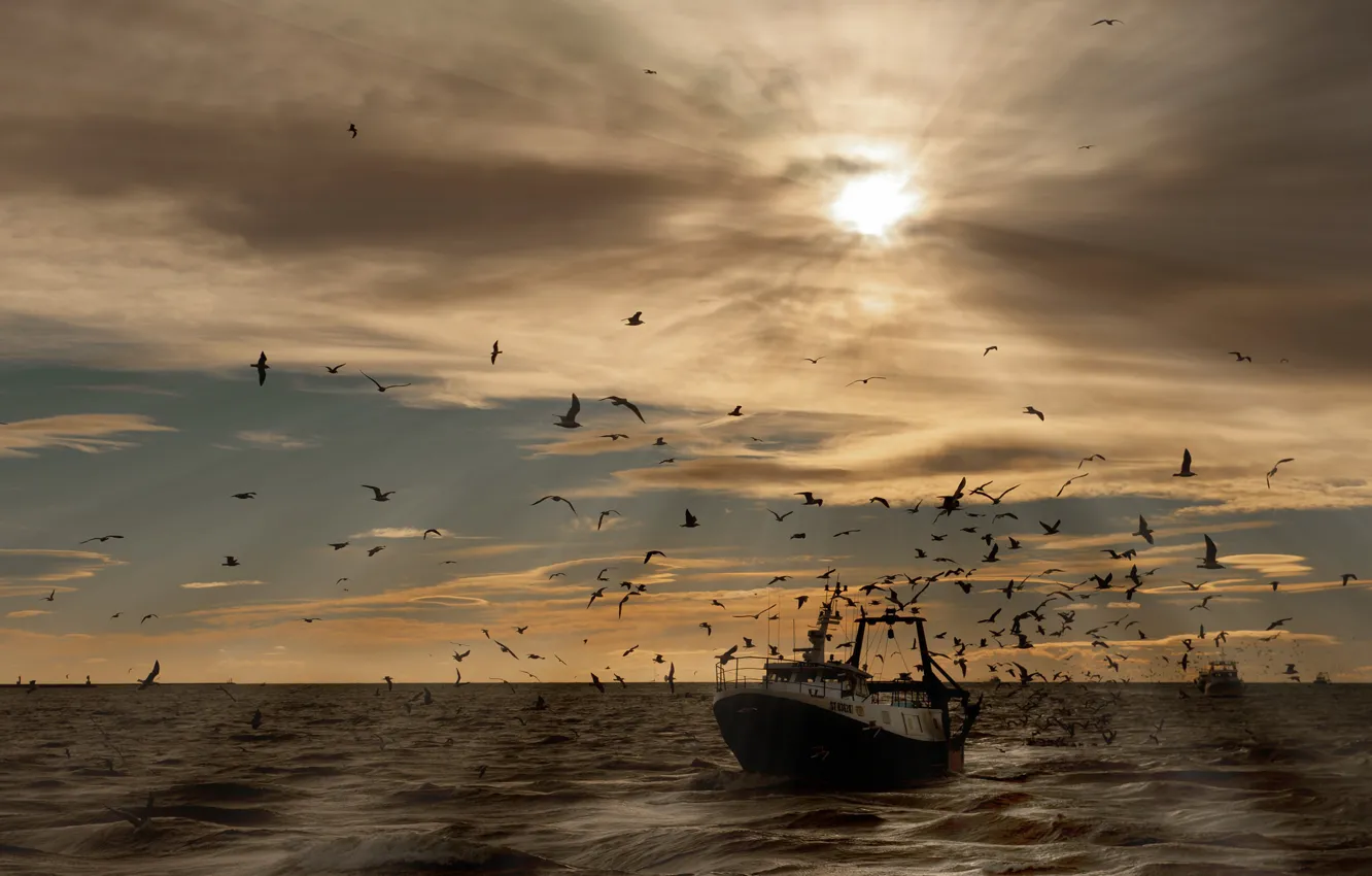 Фото обои море, волны, небо, солнце, птицы, корабль, чайки