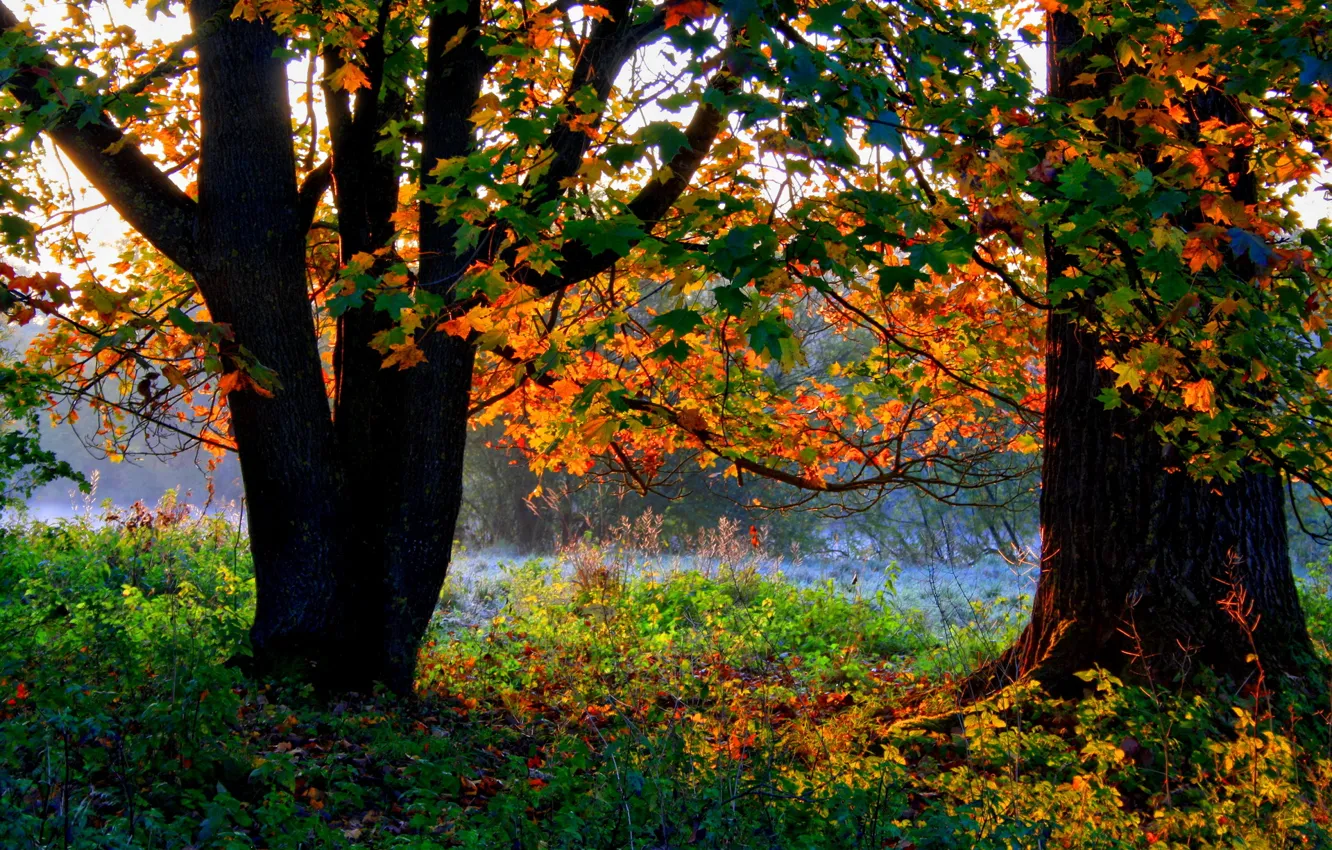 Фото обои осень, лес, трава, деревья, листва