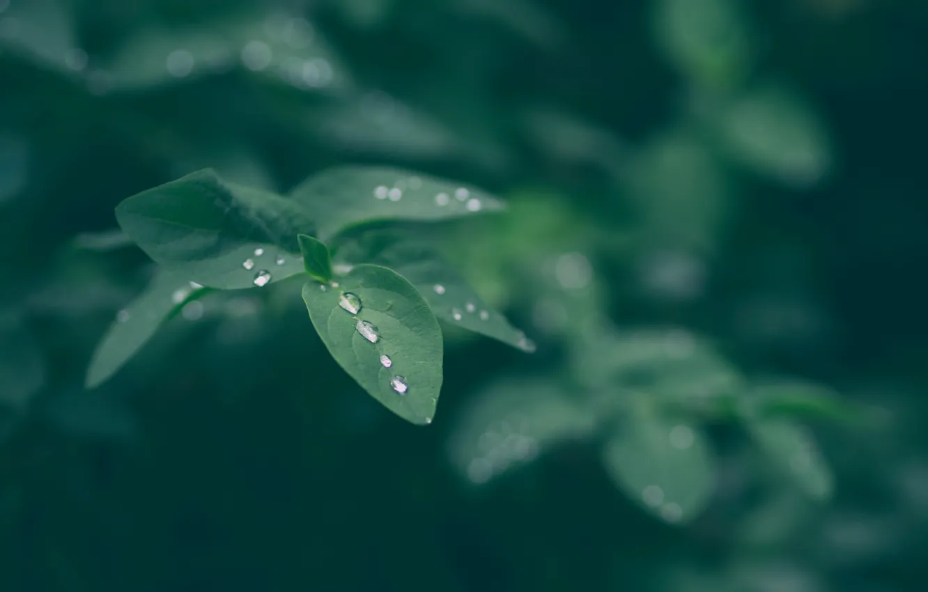 Фото обои листья, макро, природа, роса, капли воды