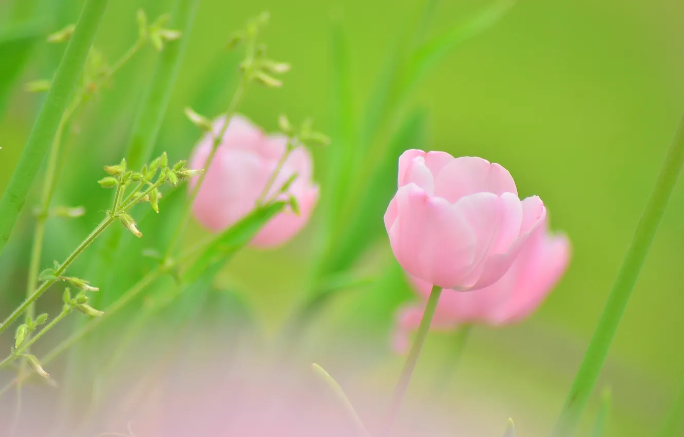 Фото обои зелень, цветок, макро, зеленый, розовый, цвет, тюльпан, растения