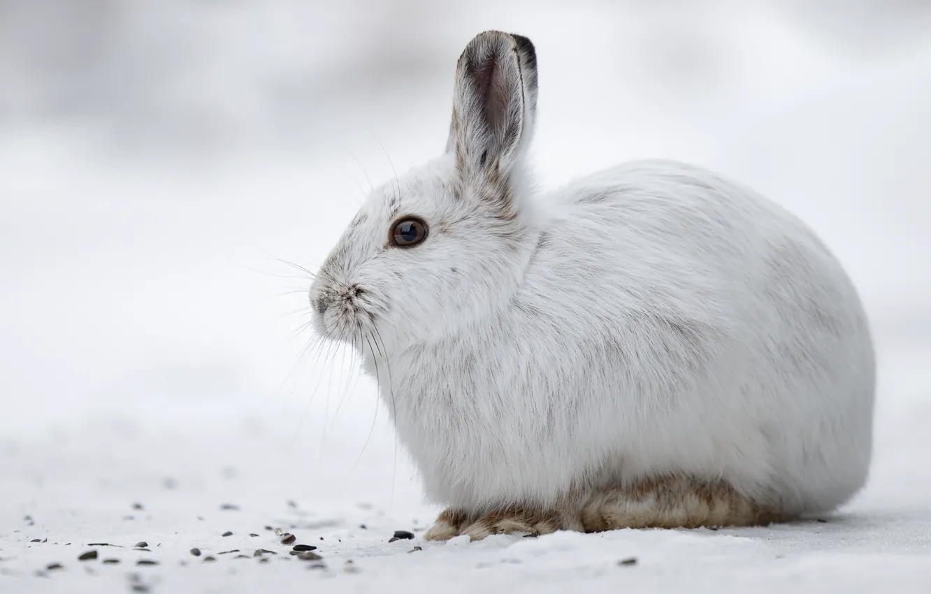 Фото обои зима, взгляд, снег, природа, заяц, портрет, кролик, белый фон
