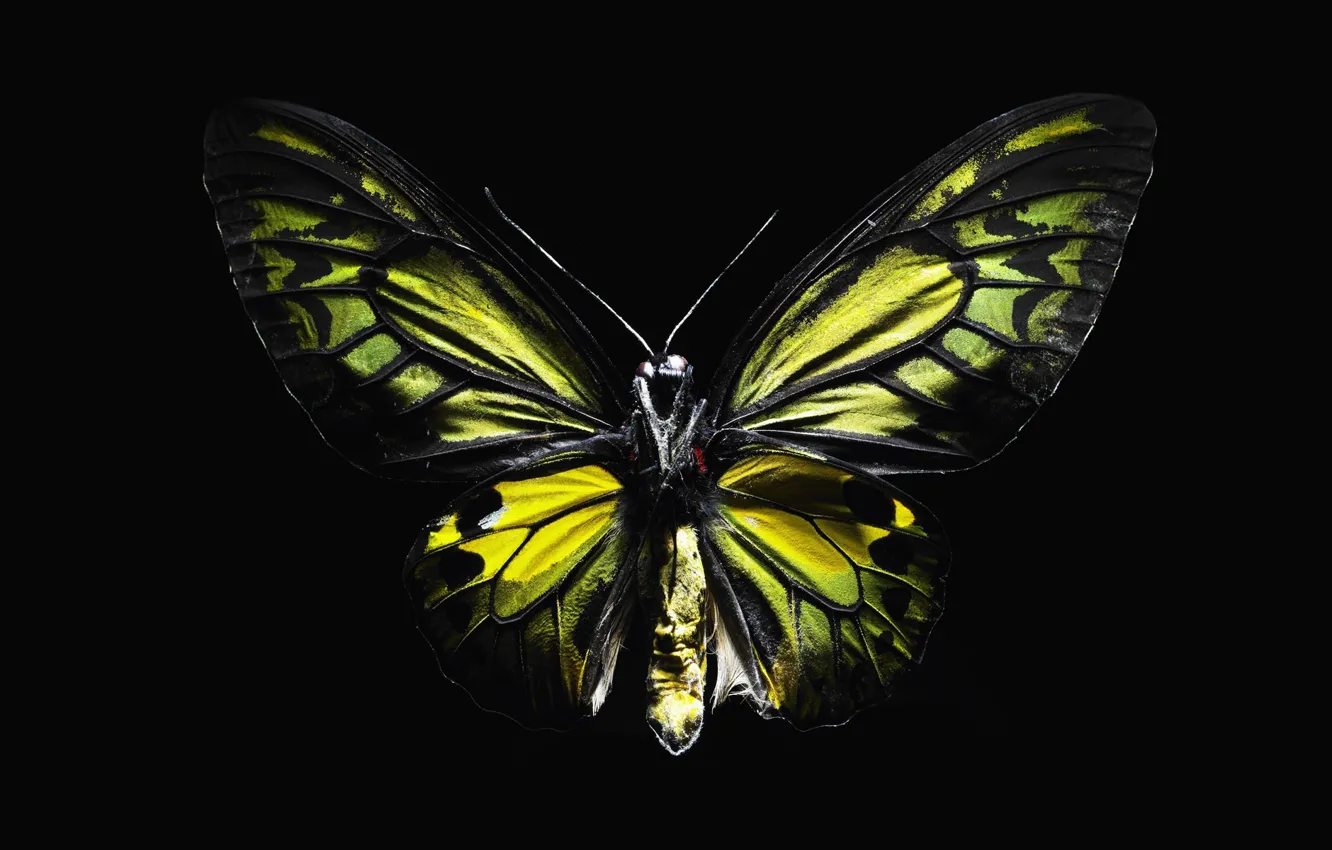 Фото обои бабочка, черный, крылья