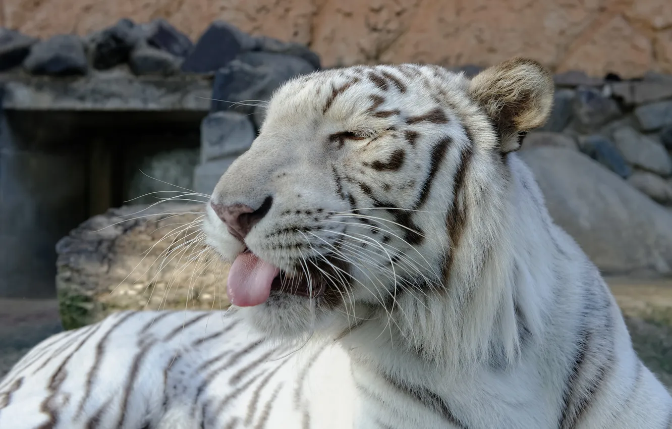 Фото обои язык, кошка, морда, белый тигр
