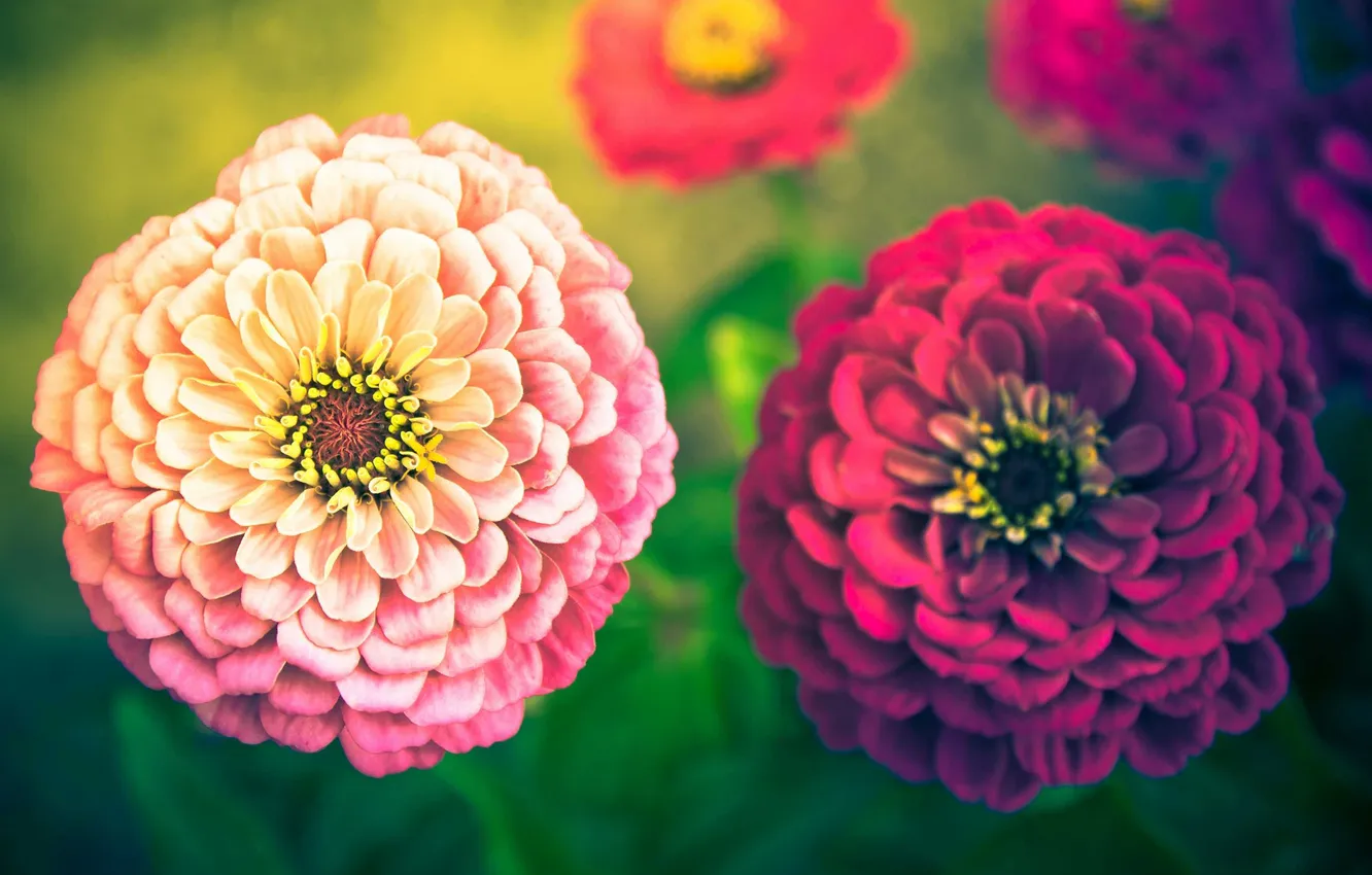 Фото обои лето, цветы, природа, растение