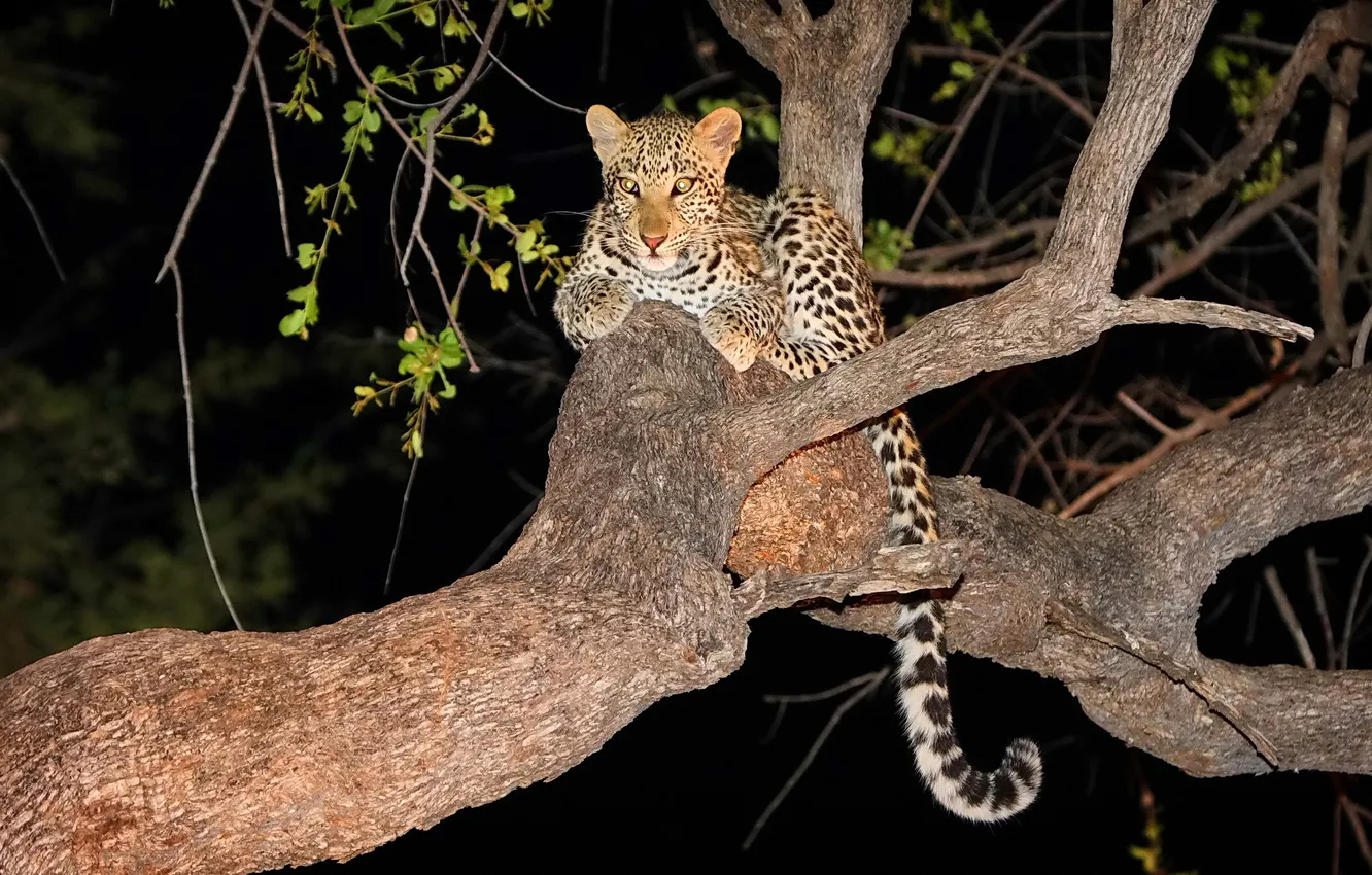 Фото обои взгляд, ночь, дерево, хищник, леопард, котёнок
