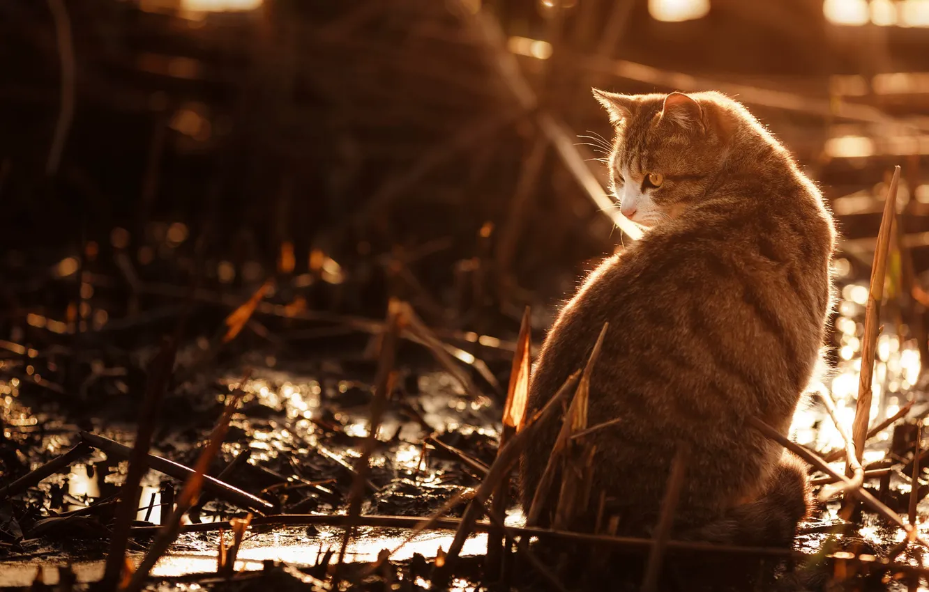 Фото обои кошка, кот, взгляд, свет, природа, серый, фон, стебель