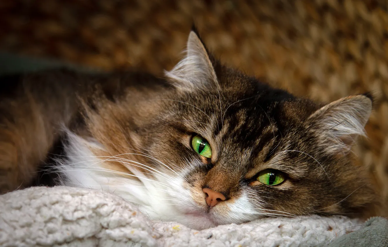 Фото обои кошка, глаза, кот, взгляд, морда, серый, фон, портрет