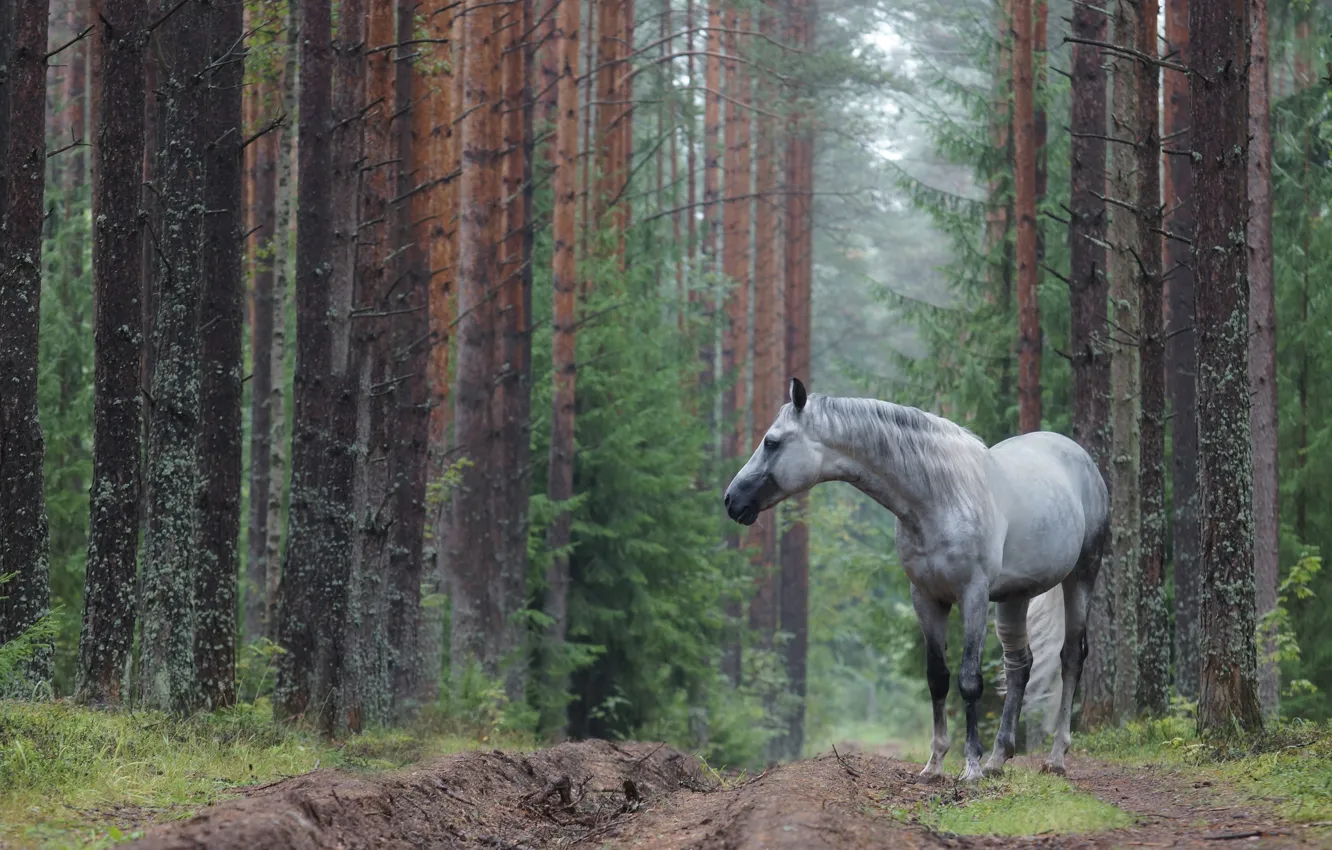 Фото обои дорога, лес, лошадь, серая в яблоках