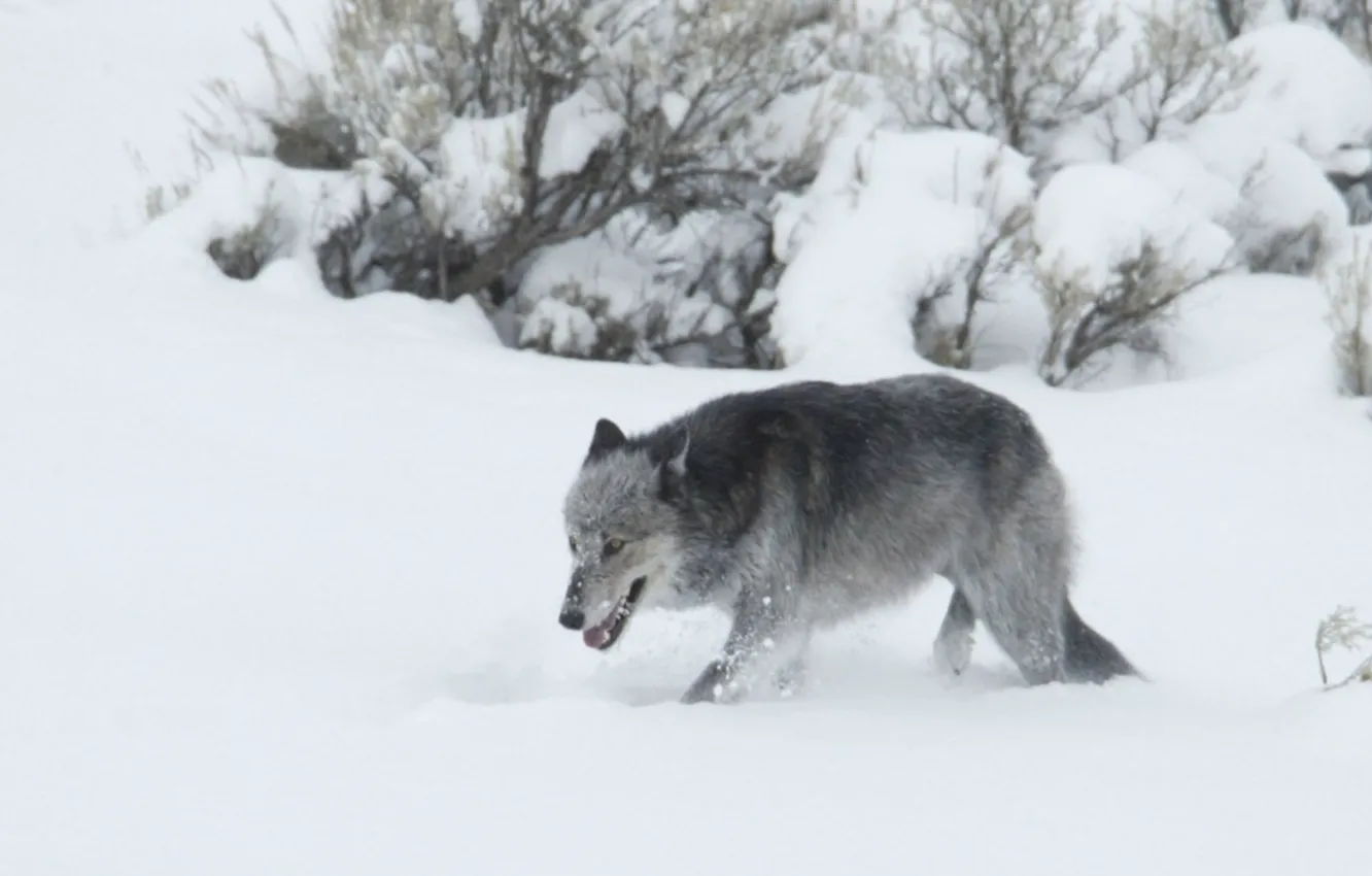 Фото обои nature, predator, animal, wolf, wildlife, portrait, portrait., Canis lupus. face