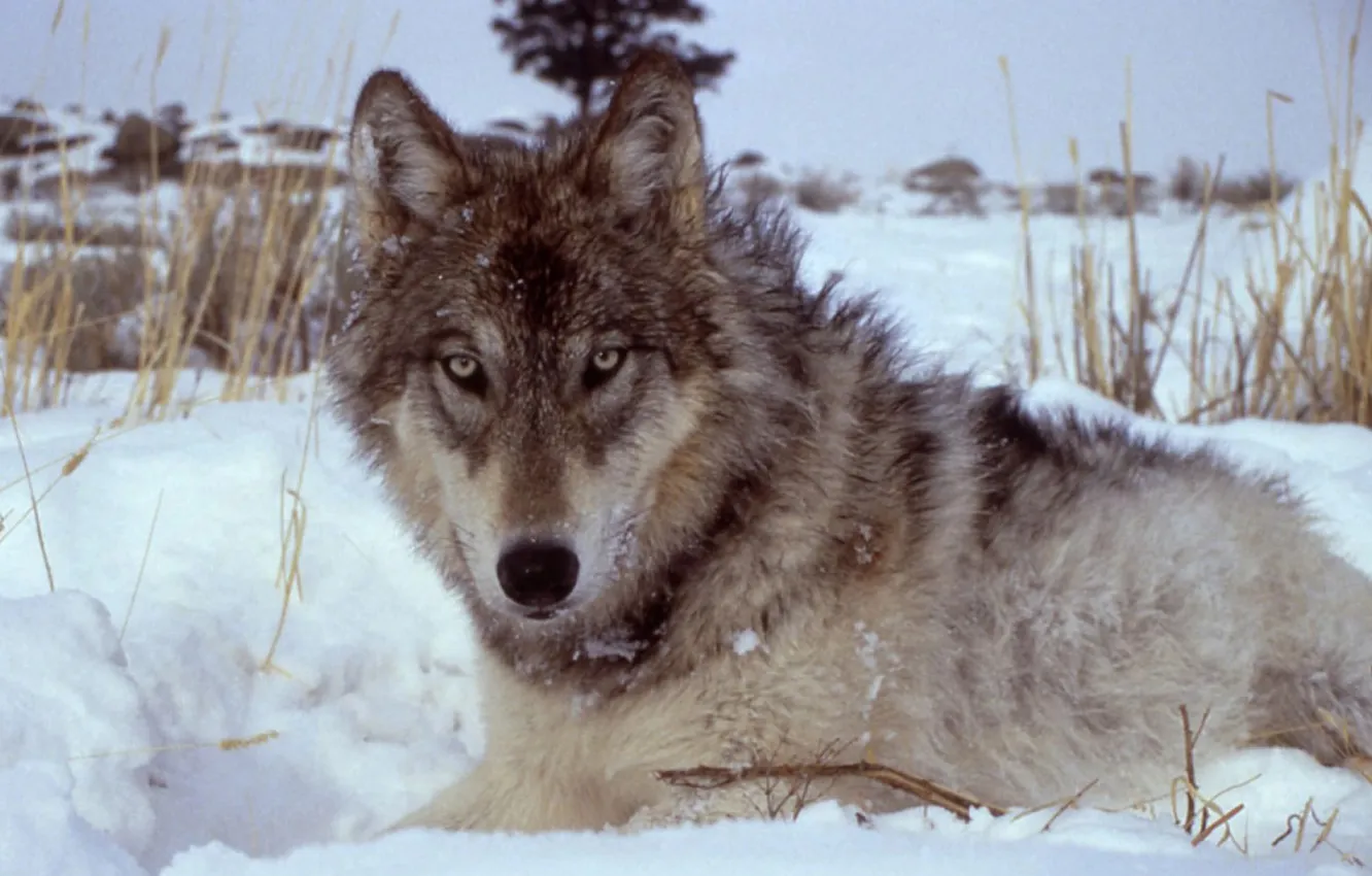 Фото обои nature, face, animal, wolf, wildlife, head, fur, mammal