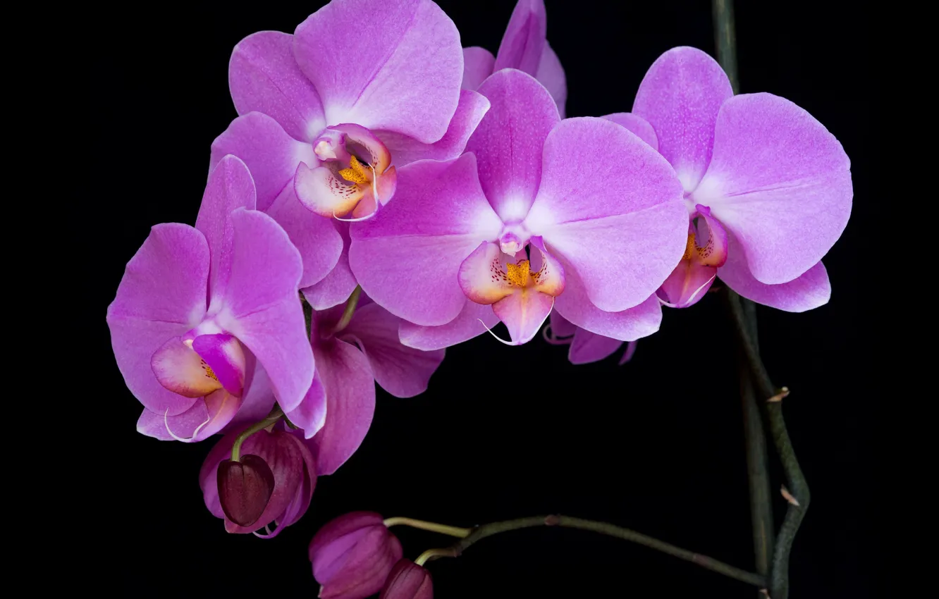Фото обои орхидеи, чёрный фон, розовые орхидеи