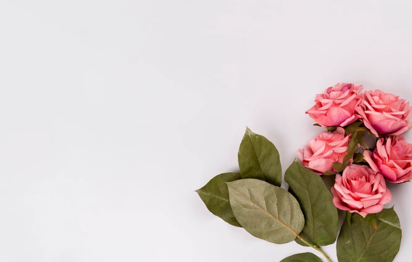 Фото обои цветы, розы, букет, розовые, pink, flowers, roses, tender