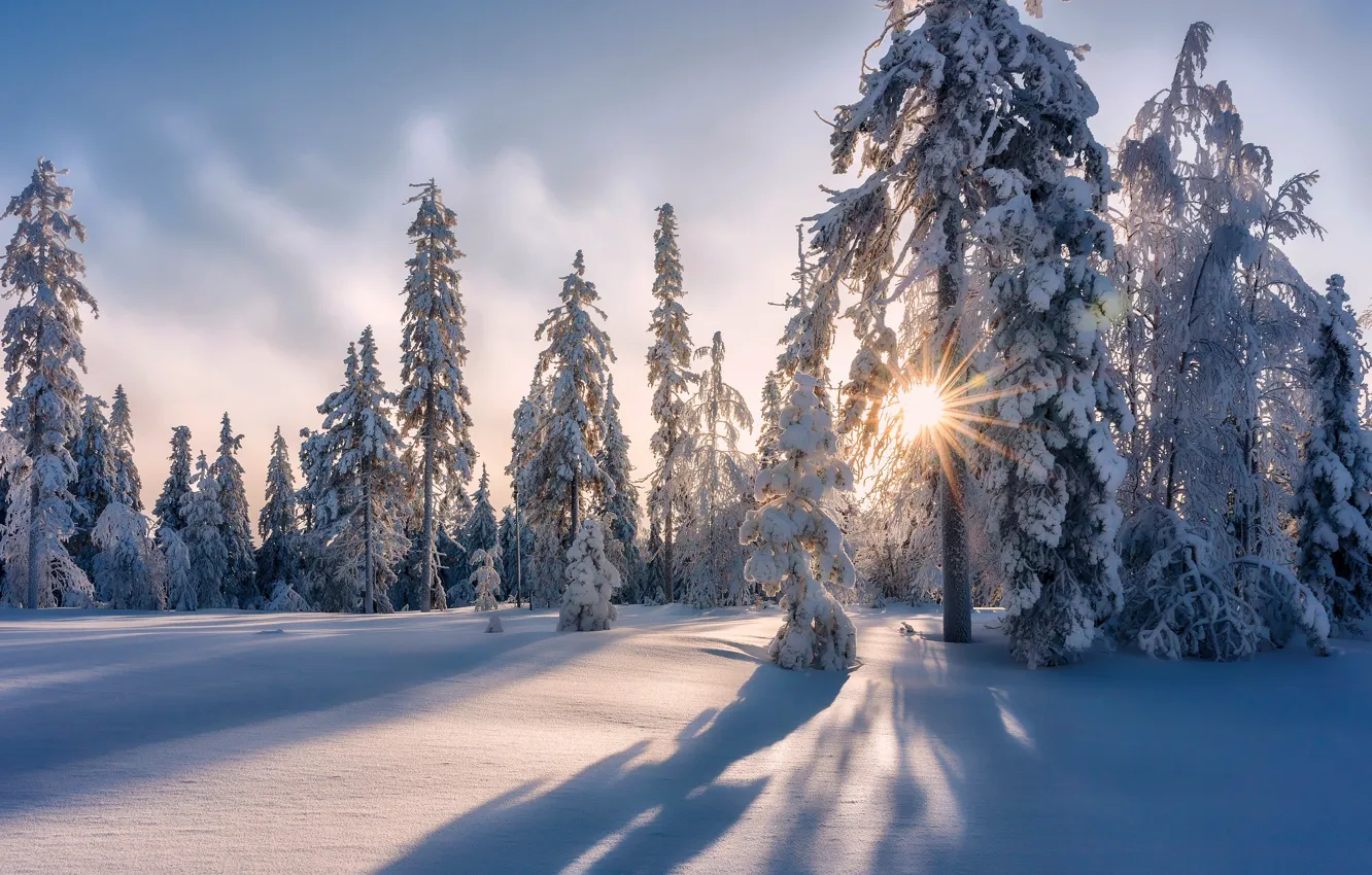 Фото обои зима, лес, снег, деревья, сугробы