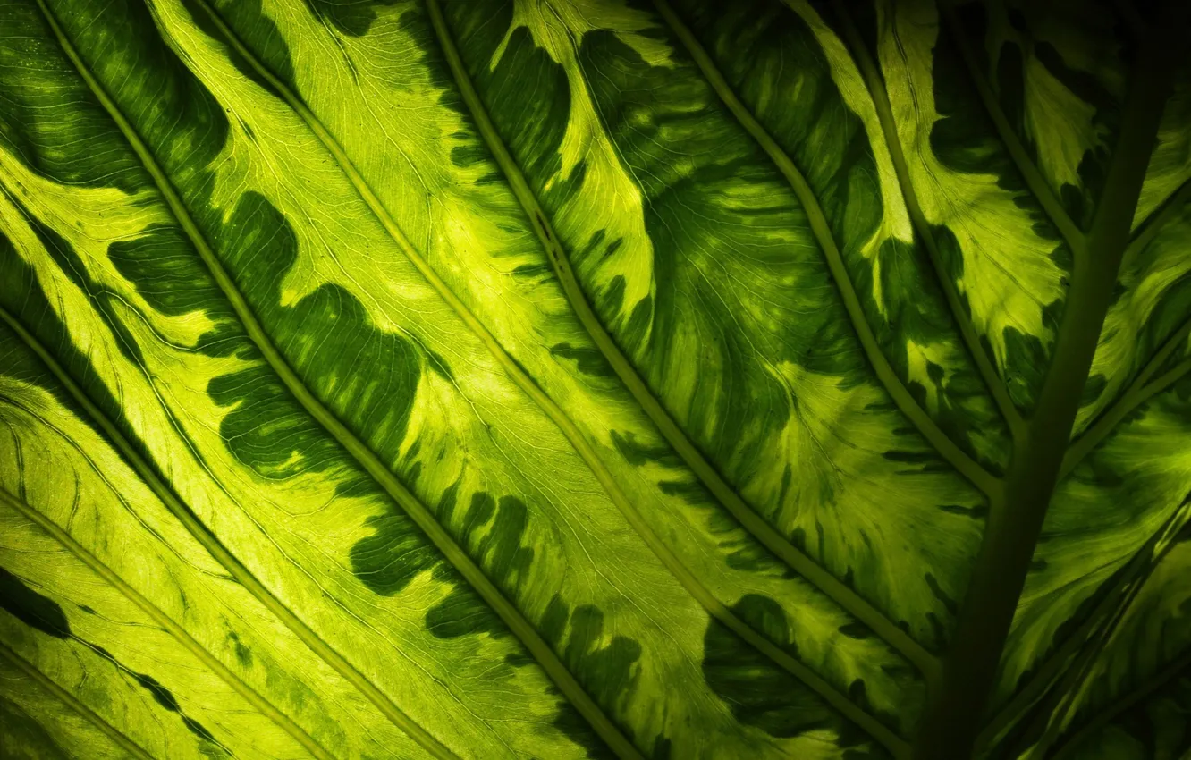 Фото обои зелень, макро, лист, узор, растение