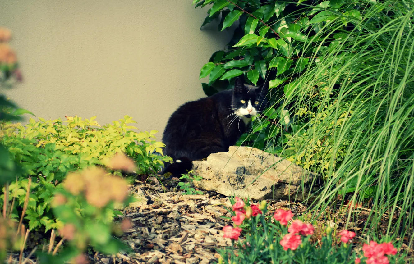 Фото обои wall, cat, plants