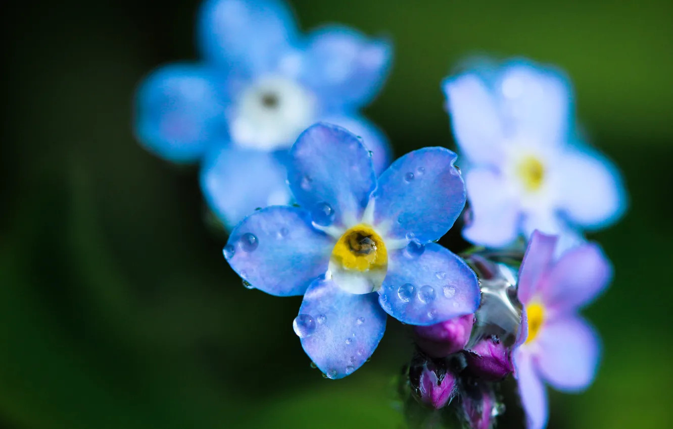 Фото обои цветок, капли, макро, роса, полевые, голубая, незабудка