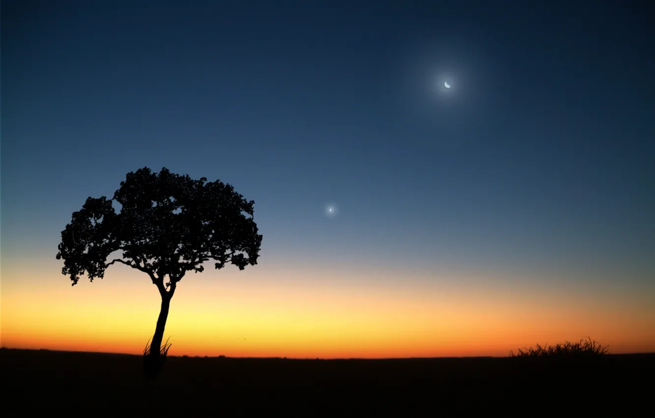 Фото обои луна, Дерево, вечер
