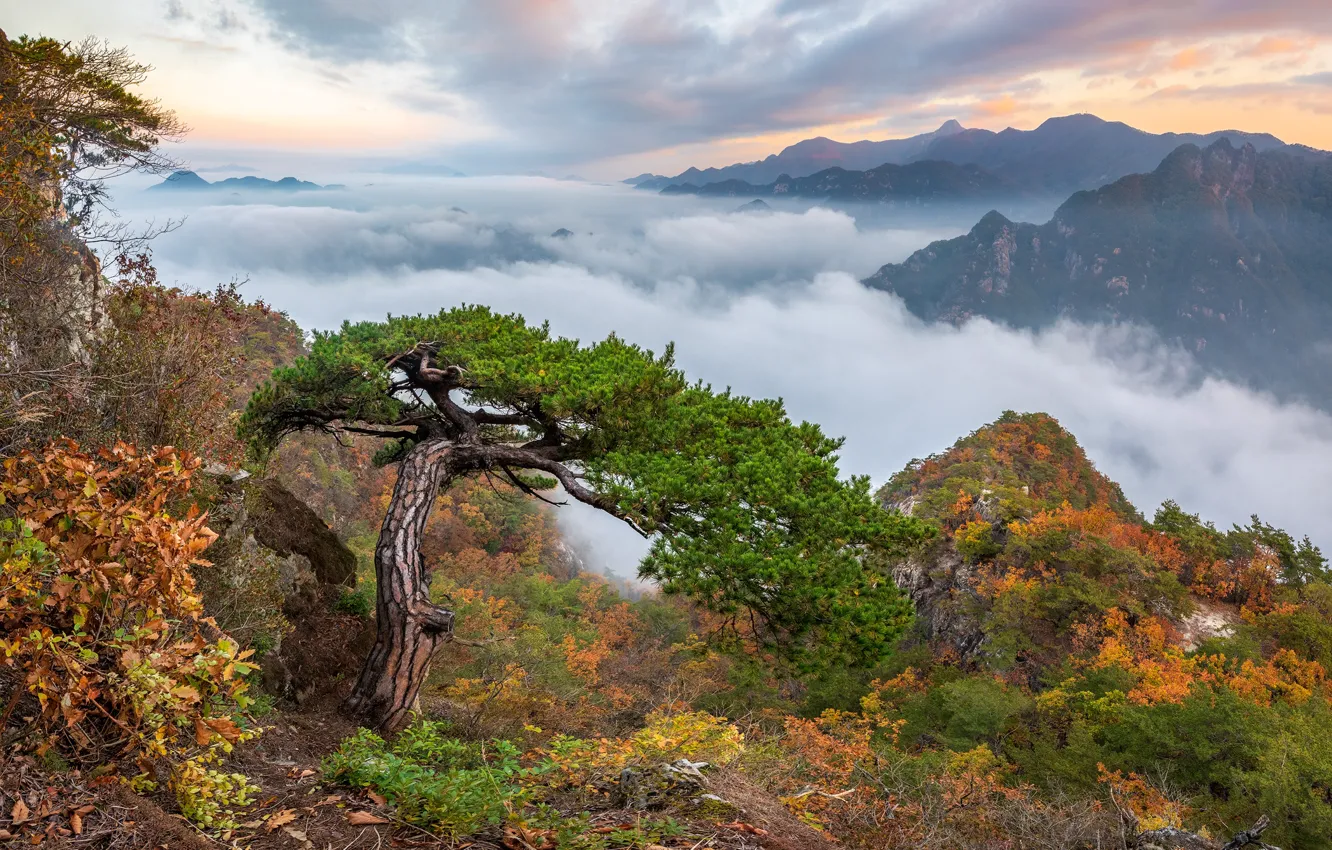 Фото обои осень, облака, пейзаж, горы, природа, дерево, скалы, сосна