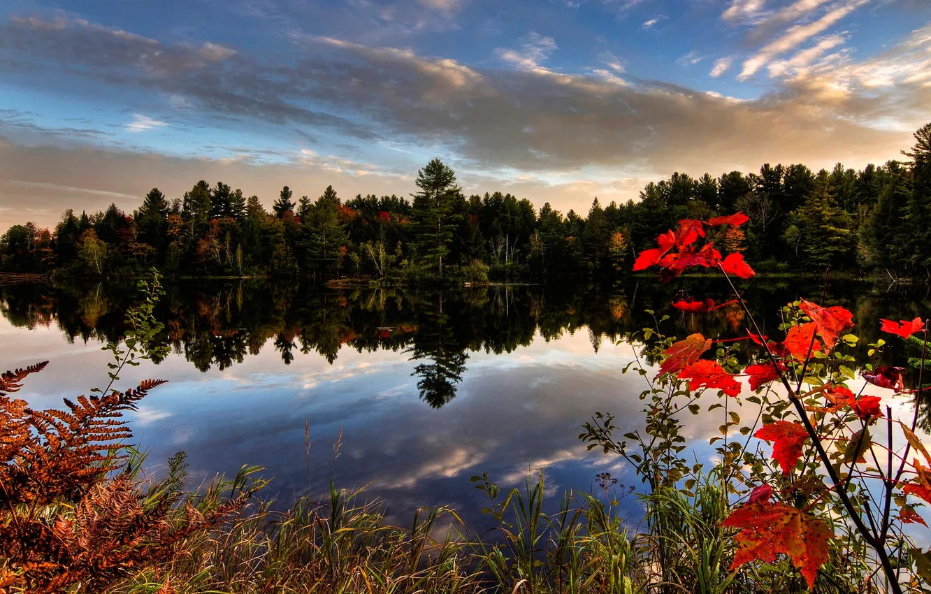 Фото обои лес, деревья, озеро, Канада, Quebec, Kingsbury