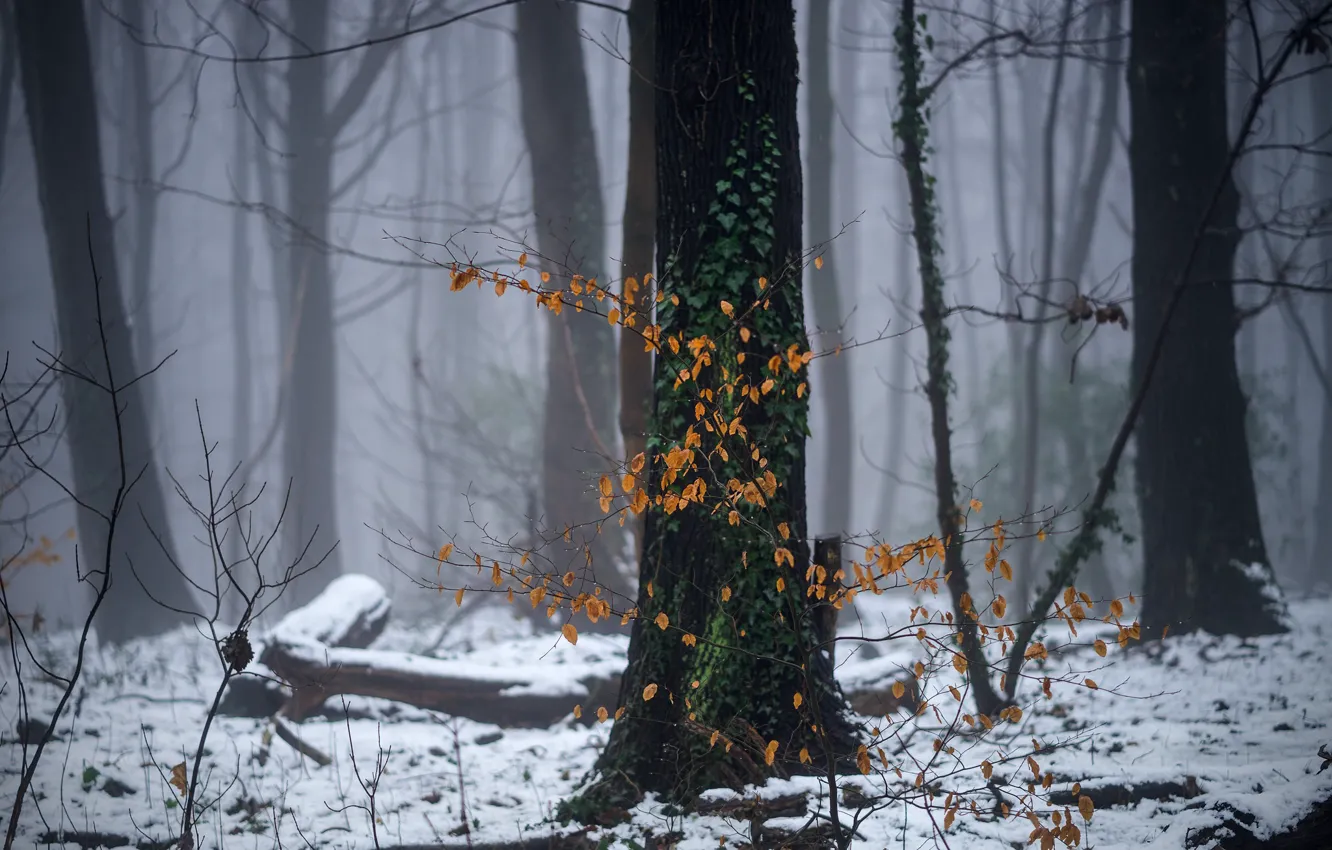 Фото обои зима, лес, снег, дымка