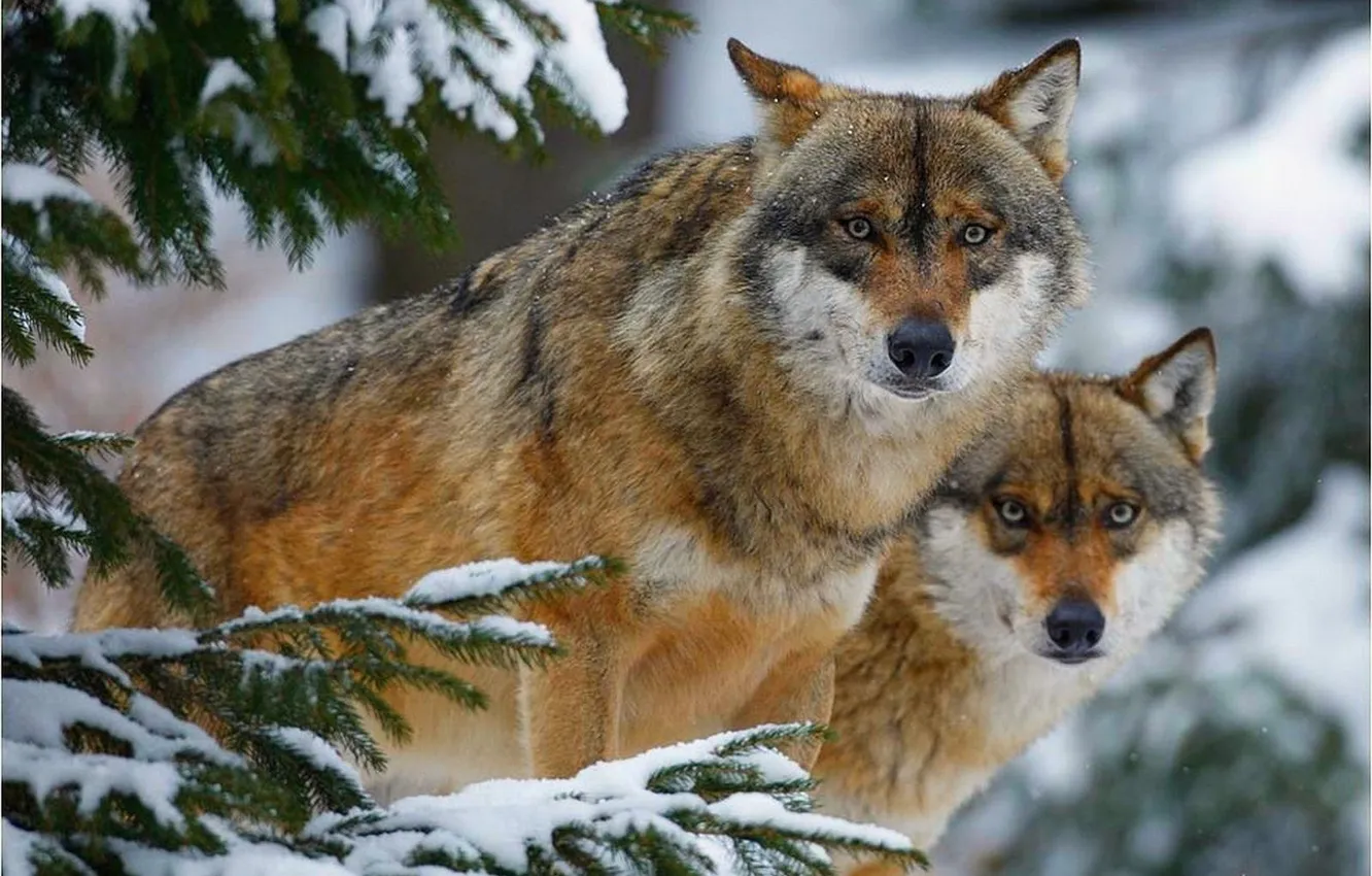 Фото обои nature, predator, animal, wolf, wildlife, portrait, portrait., Canis lupus. face
