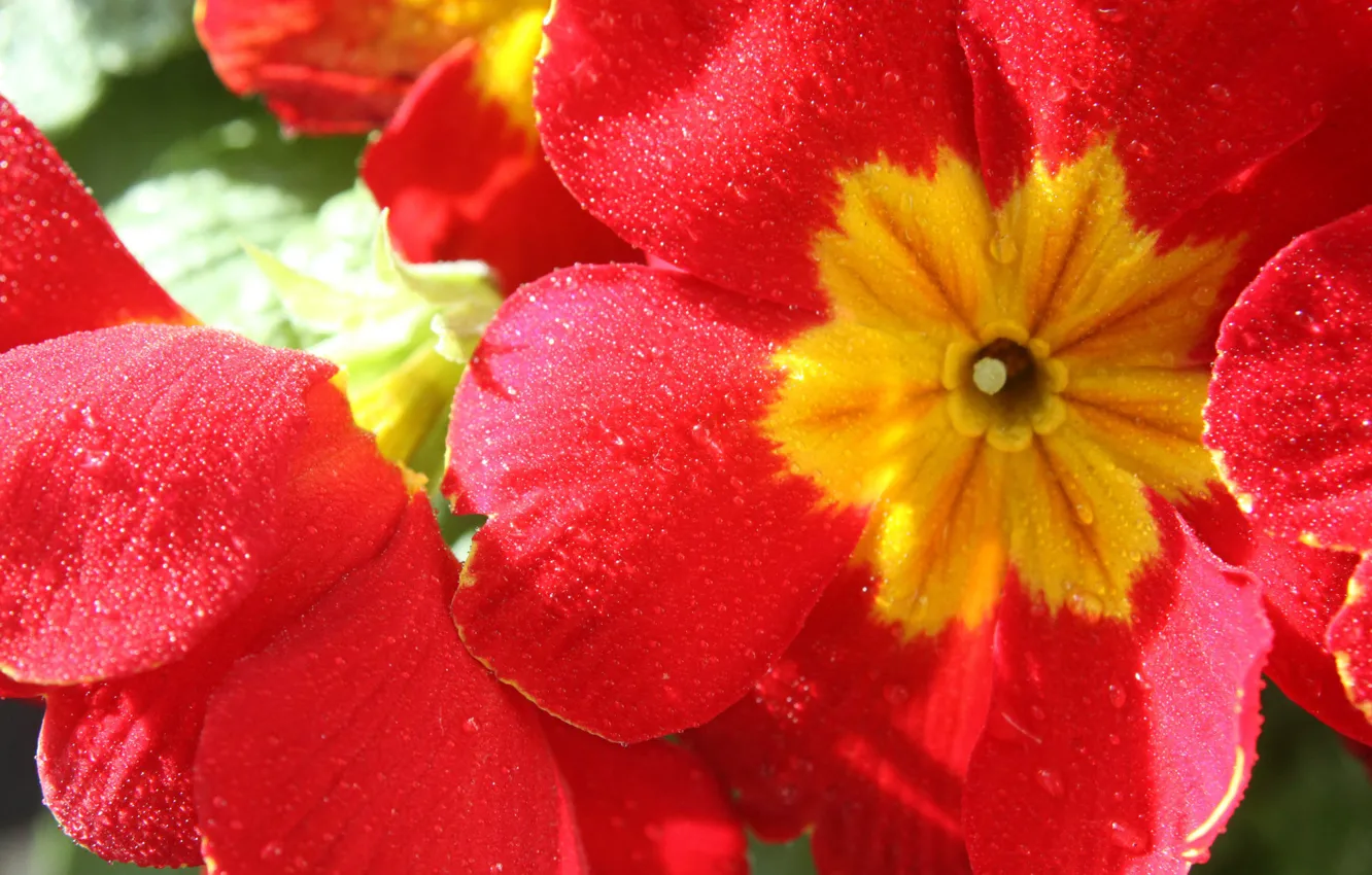 Фото обои colorful, flower, nature, Primula red