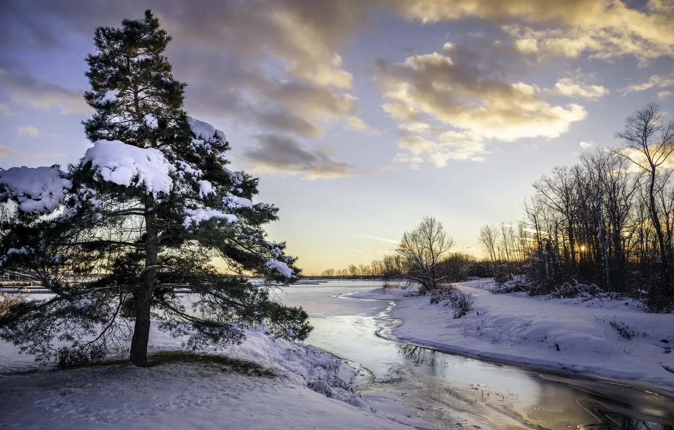 Фото обои снег, река, дерево