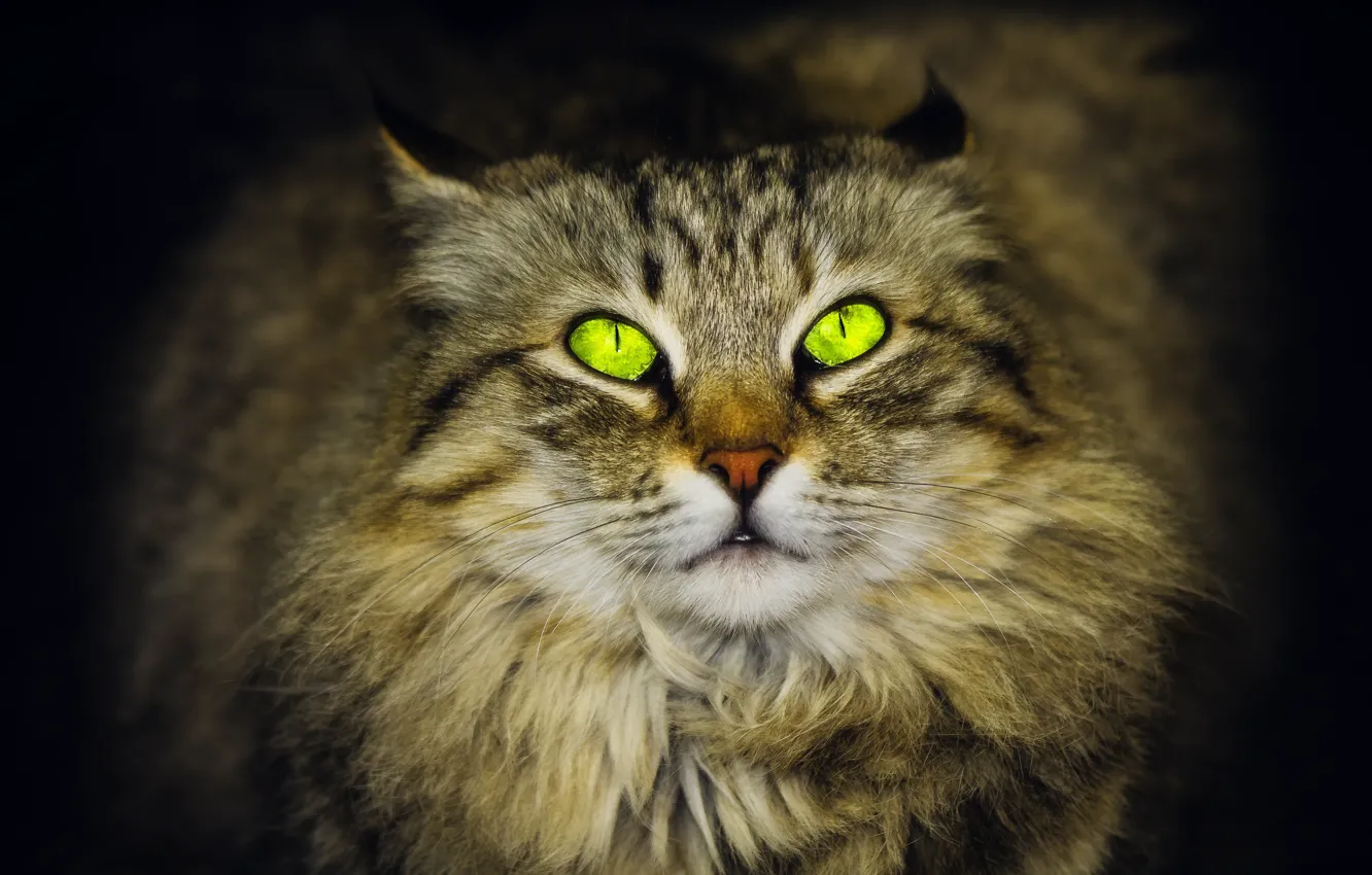 Фото обои зеленые глаза, смотрит вверх, сибирская кошка