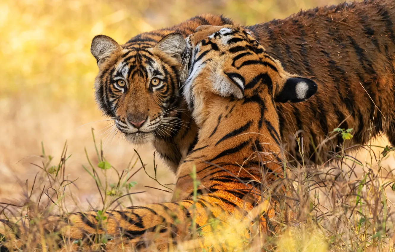 Фото обои трава, взгляд, морда, природа, тигр, тигры, тигрица, тигренок