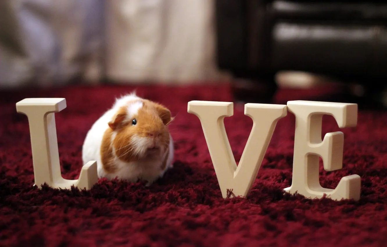 Фото обои love, pet, guineapig