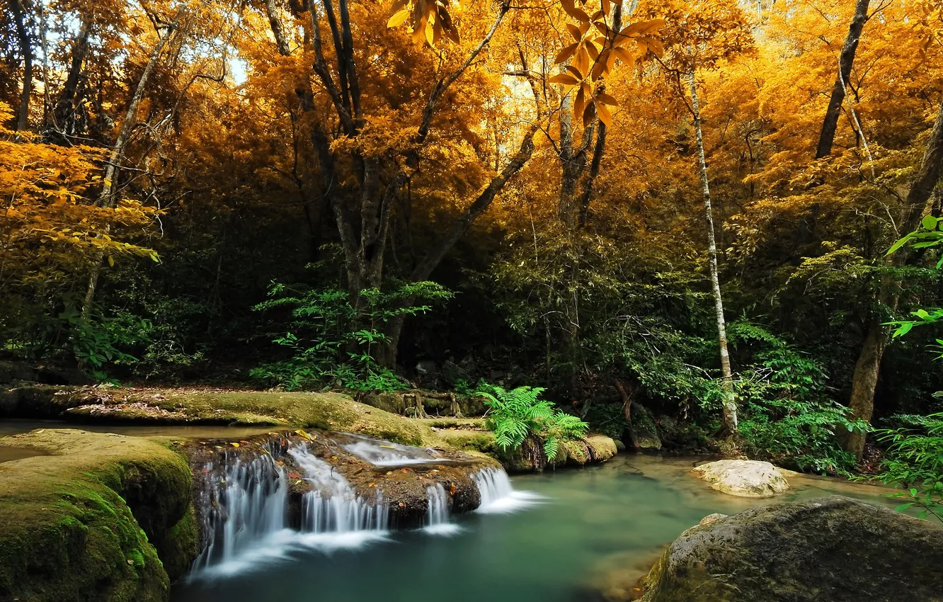 Фото обои осень, лес, деревья, ручей, камни, водопад, мох