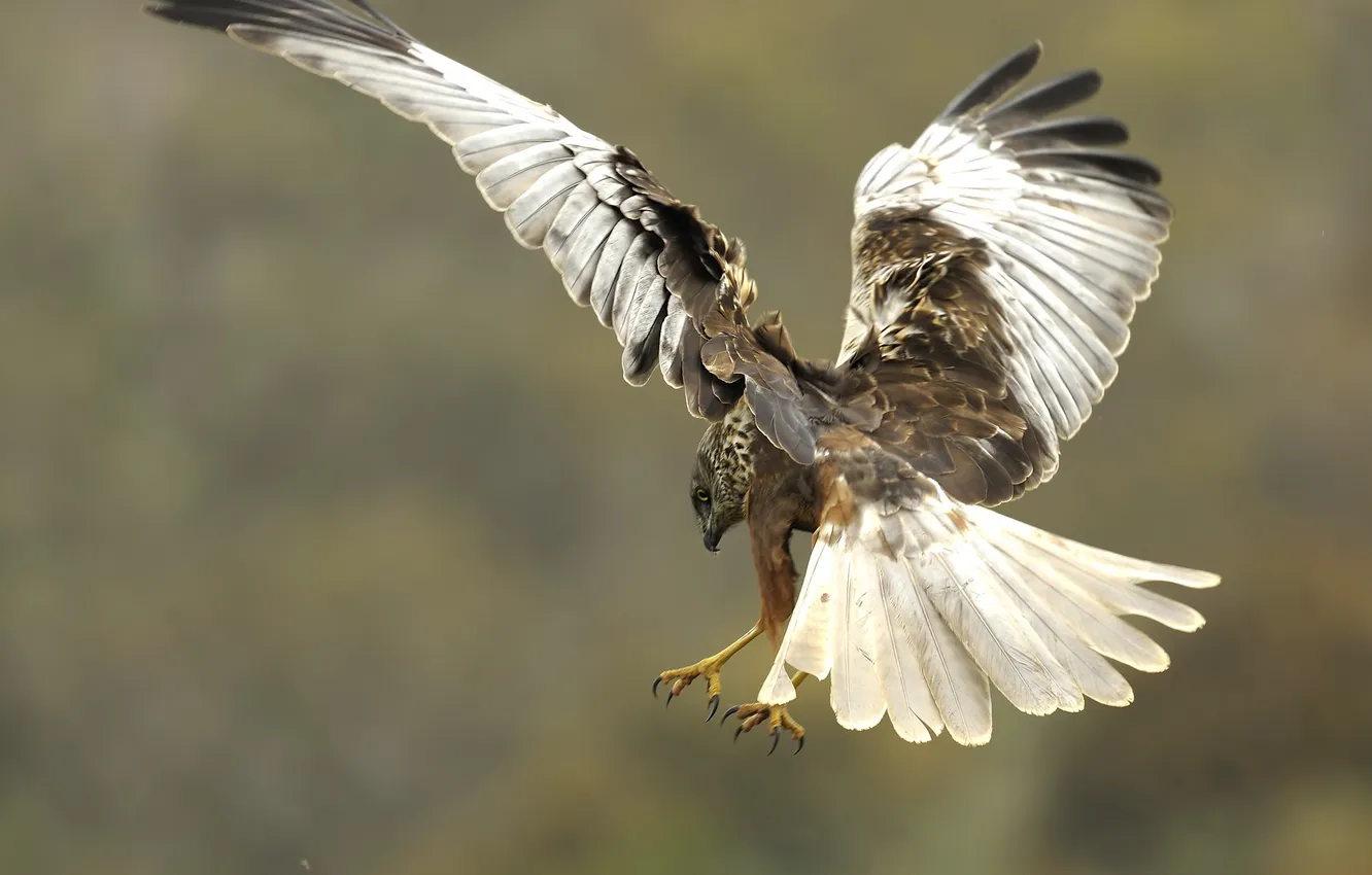 Фото обои птица, крылья, перья, клюв, хвост