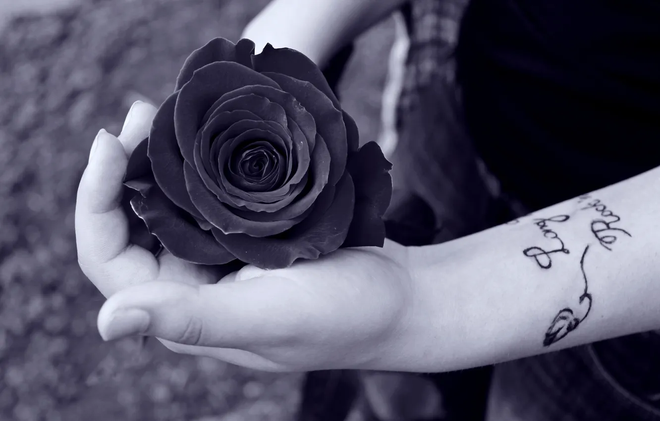 Фото обои девушка, роза, рука, тату
