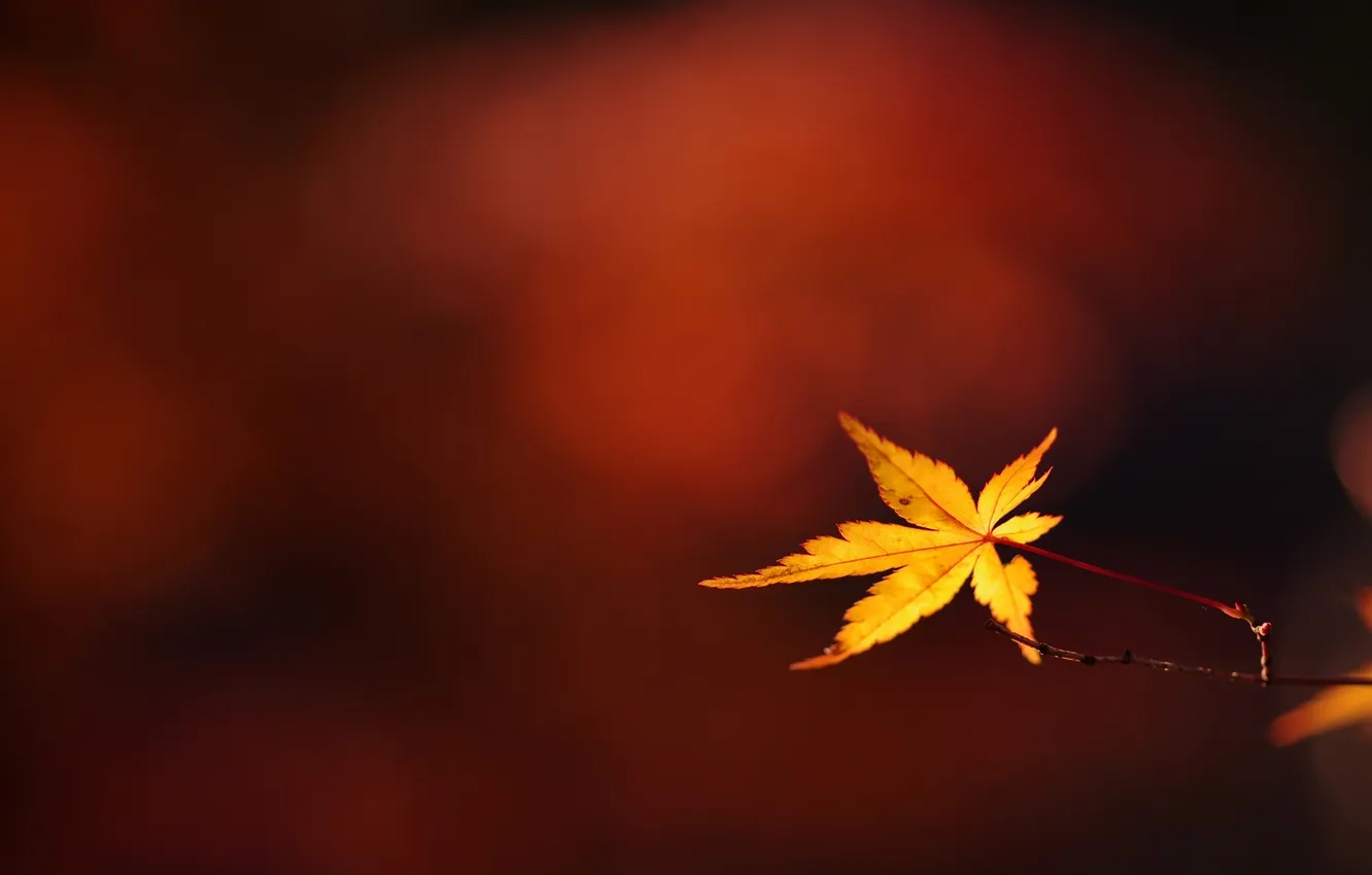 Фото обои осень, макро, листок, ветка