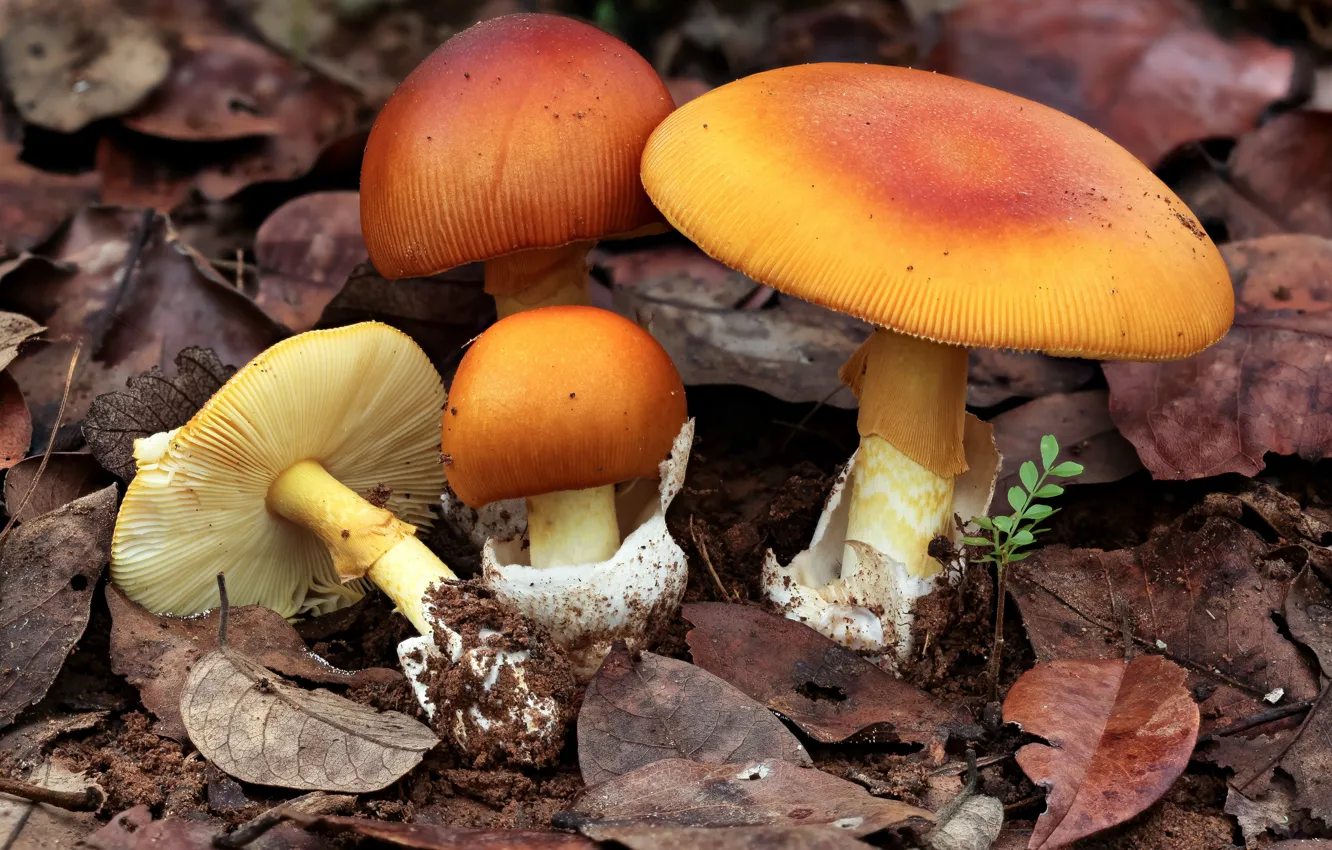 Фото обои грибы, мухоморы, семейка, amanita mafingensis