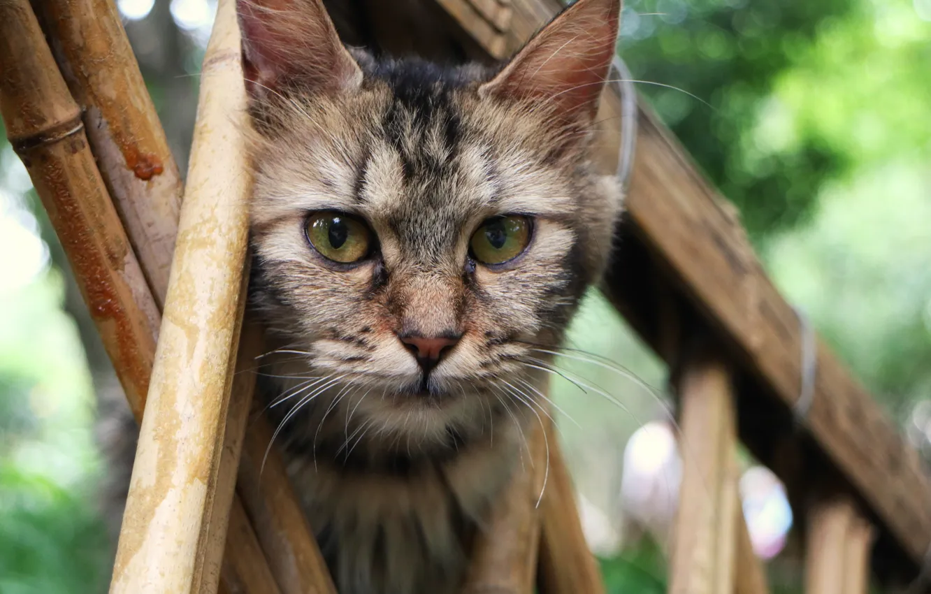 Фото обои кошка, кот, взгляд, мордочка