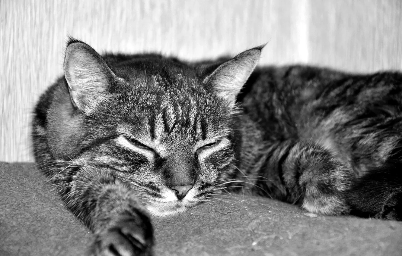 Фото обои кот, отдых, сон, полотенце, комод, черно белая.