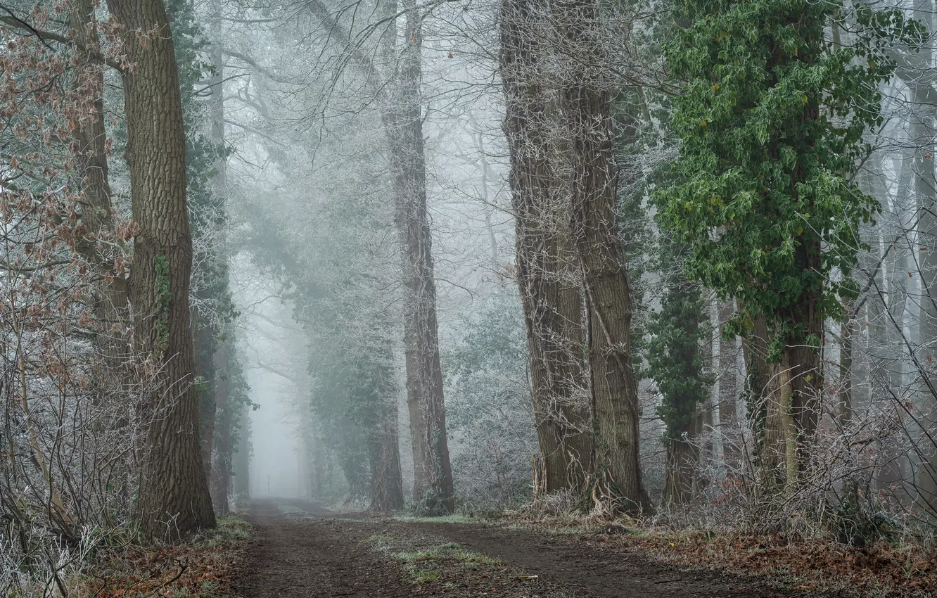 Фото обои зима, дорога, лес