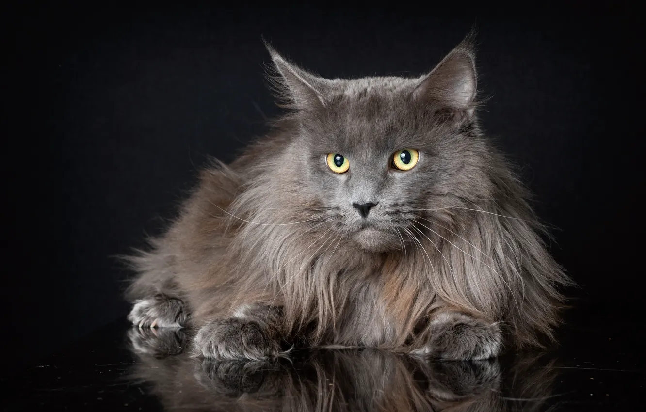 Фото обои кот, взгляд, пушистый, тёмный фон, котейка, Мейн-кун