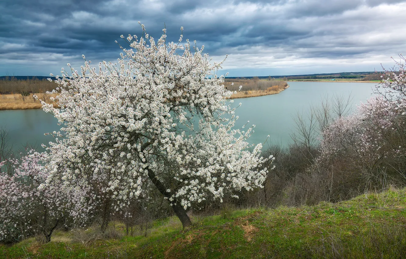 Фото обои деревья, природа, река