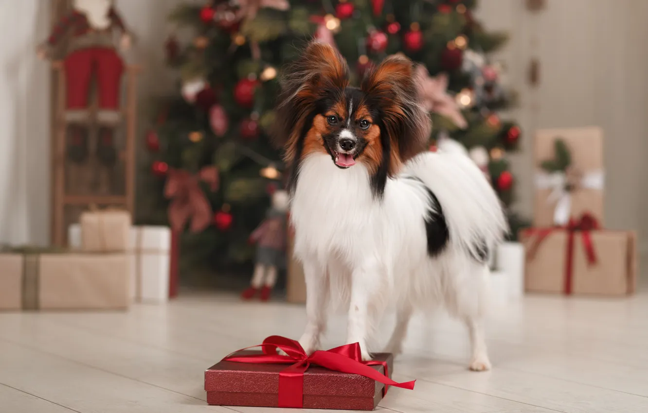 Фото обои взгляд, природа, поза, собака, мордашка