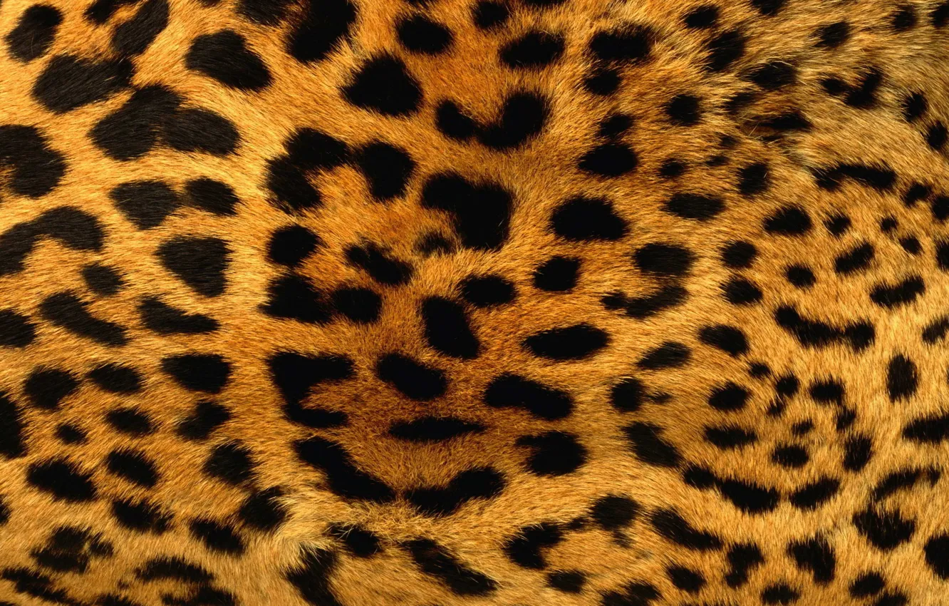 Фото обои Wallpaper, Leopard, Texture, Animals