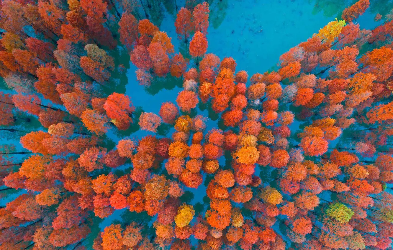 Фото обои осень, деревья, Китай, Zimaling Park, Чжуншань