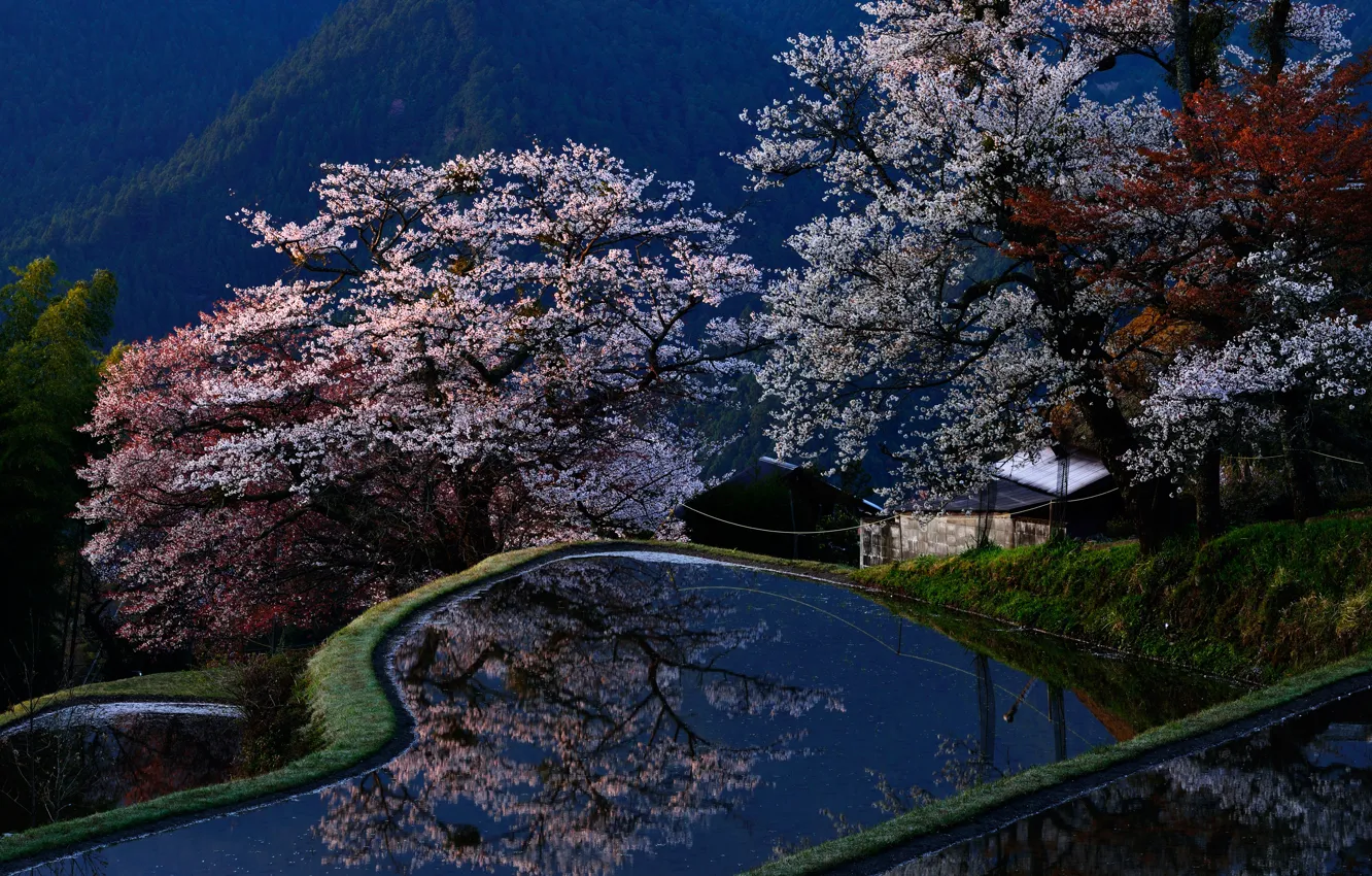 Фото обои лес, деревья, горы, пруд, парк, Япония, сакура, цветение