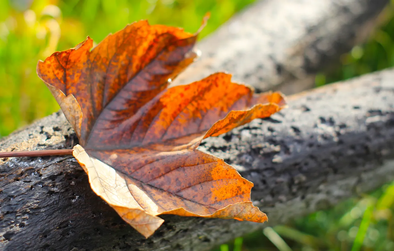 Фото обои autumn, leaf, fall, withered