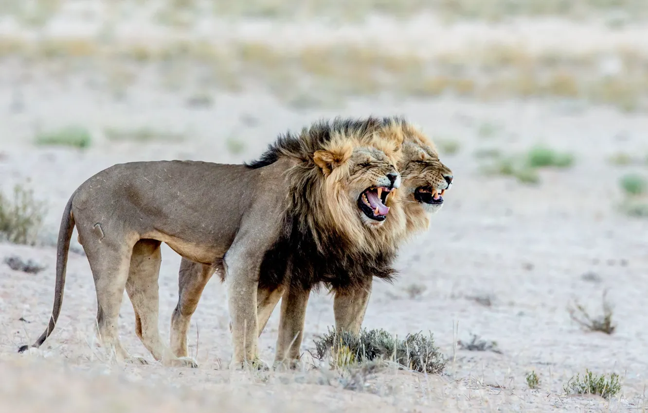Фото обои природа, Африка, львы