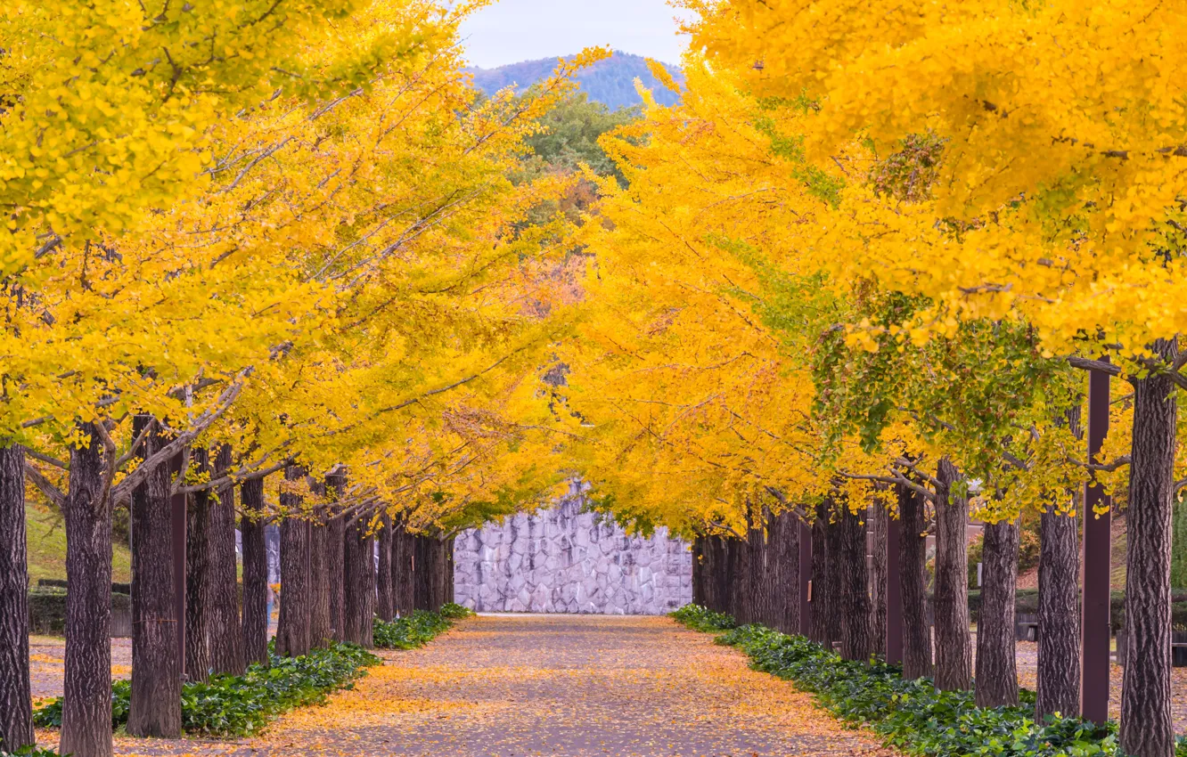 Фото обои осень, листья, деревья, парк, colorful, аллея, landscape, park