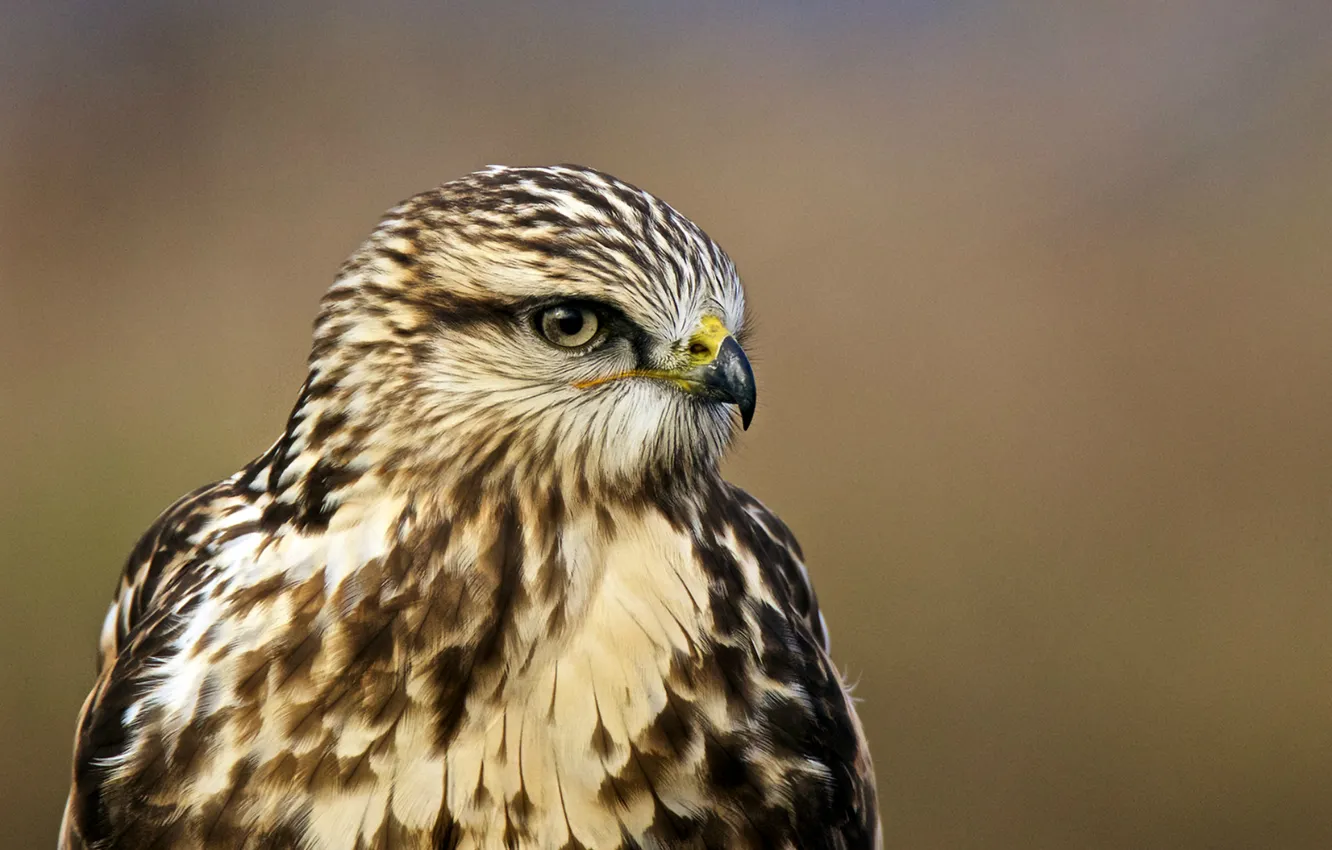 Фото обои взгляд, птица, профиль, bird, ястреб, portrait, Buteo lagopus, Rough-legged hawk